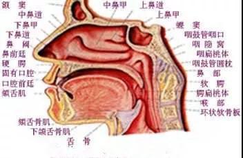 还有,通过鼻腔的鼻瓣区形成鼻阻力,以助于吸气时形成胸腔气压,增加