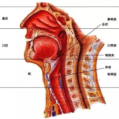 咽与喉的区别图片